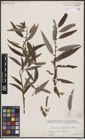 Foto von Salix bonplandiana Kunth